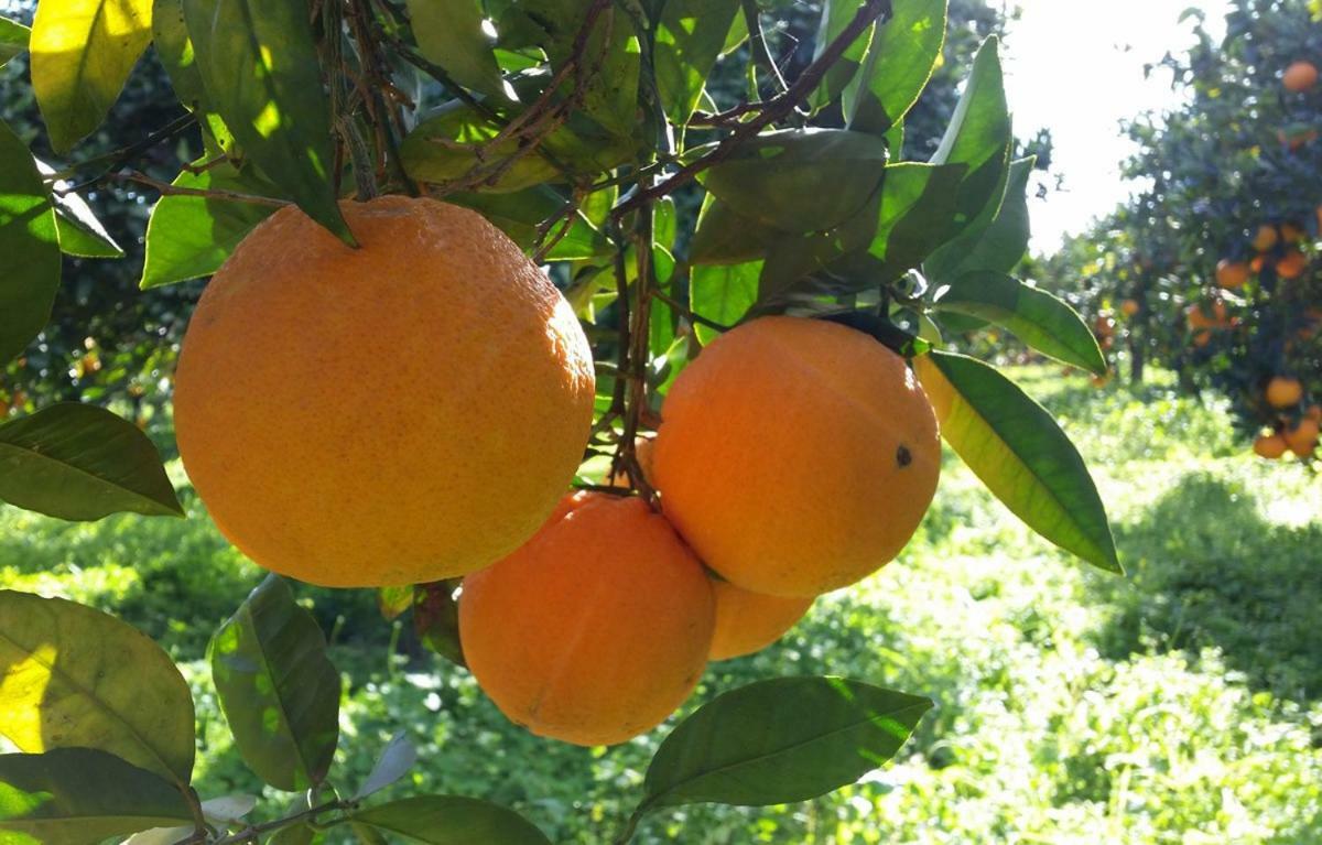 Anna Belle Elegant Agriresort Σορέντο Εξωτερικό φωτογραφία