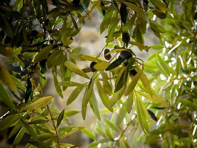 Anna Belle Elegant Agriresort Σορέντο Εξωτερικό φωτογραφία