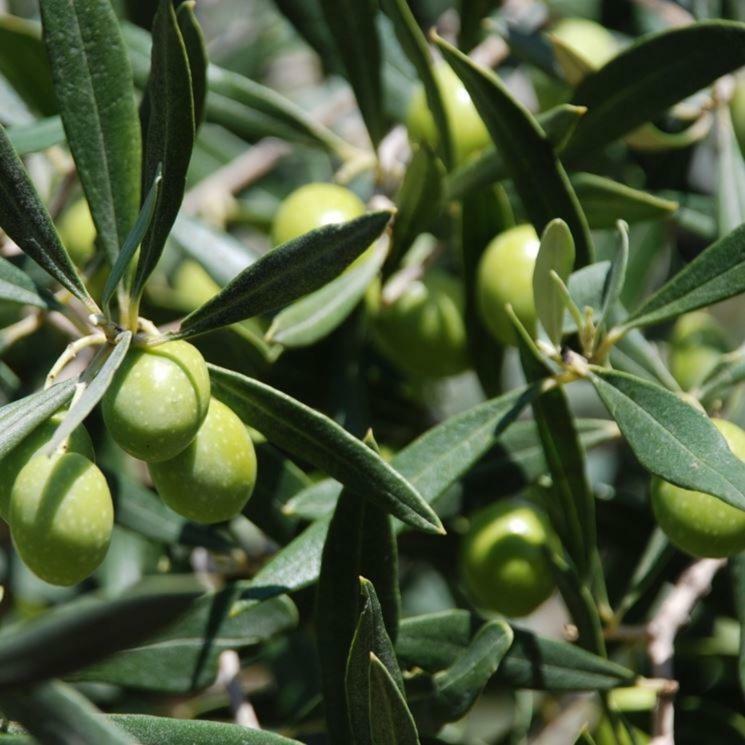 Anna Belle Elegant Agriresort Σορέντο Εξωτερικό φωτογραφία