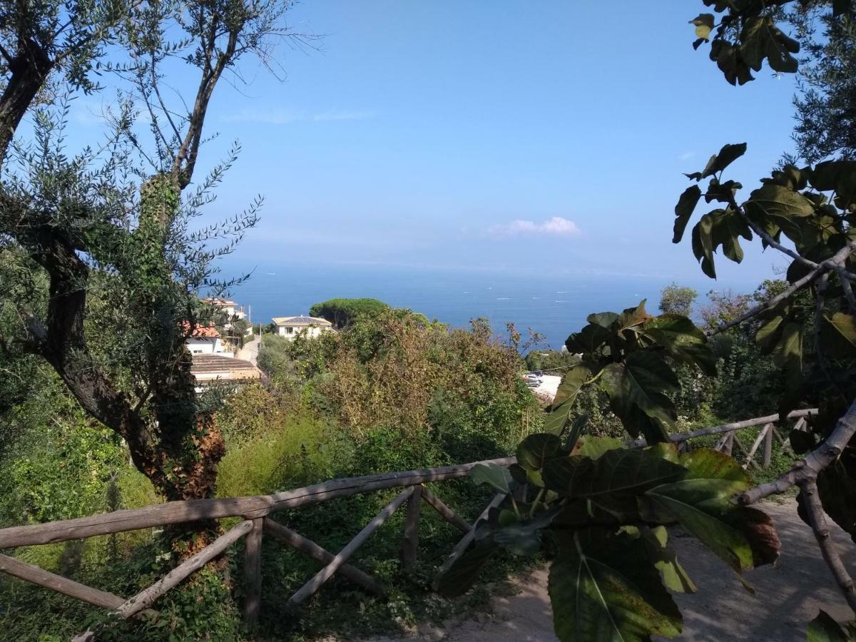 Anna Belle Elegant Agriresort Σορέντο Εξωτερικό φωτογραφία
