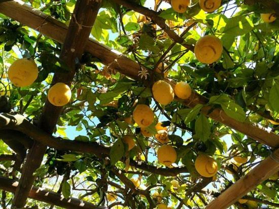 Anna Belle Elegant Agriresort Σορέντο Εξωτερικό φωτογραφία