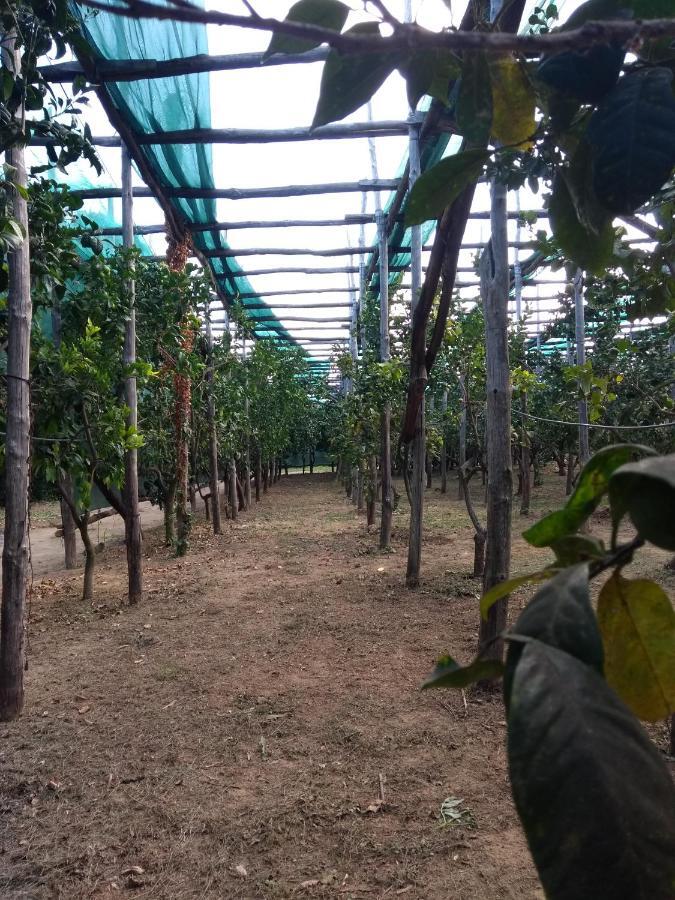 Anna Belle Elegant Agriresort Σορέντο Εξωτερικό φωτογραφία