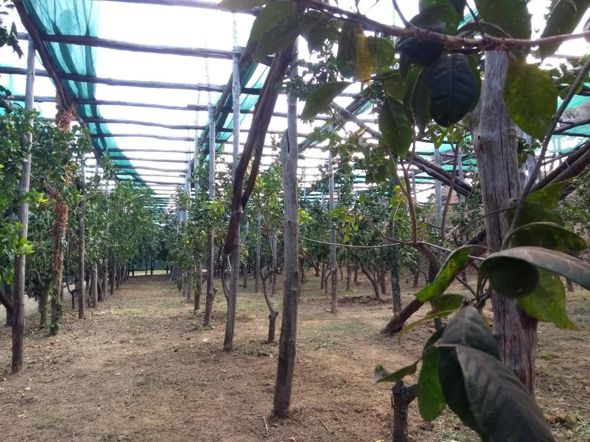 Anna Belle Elegant Agriresort Σορέντο Εξωτερικό φωτογραφία