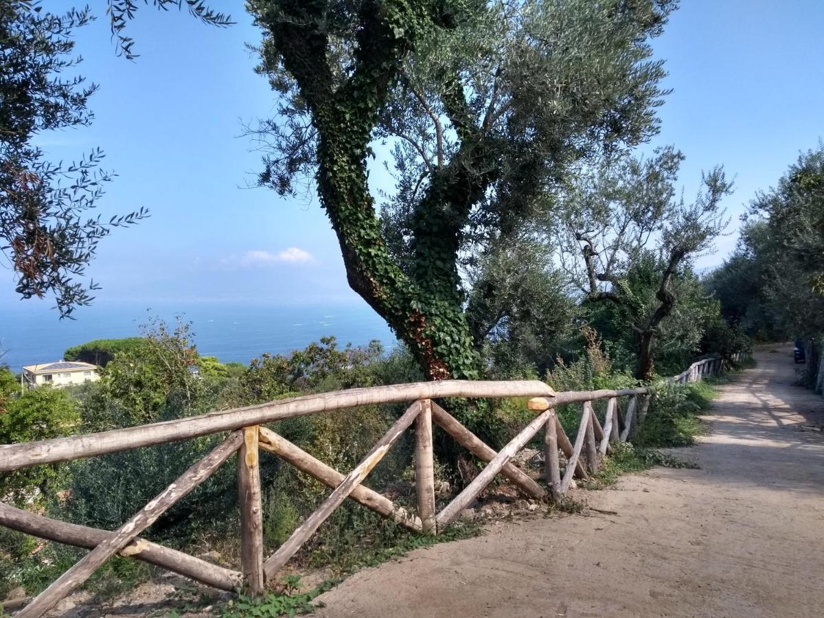 Anna Belle Elegant Agriresort Σορέντο Εξωτερικό φωτογραφία