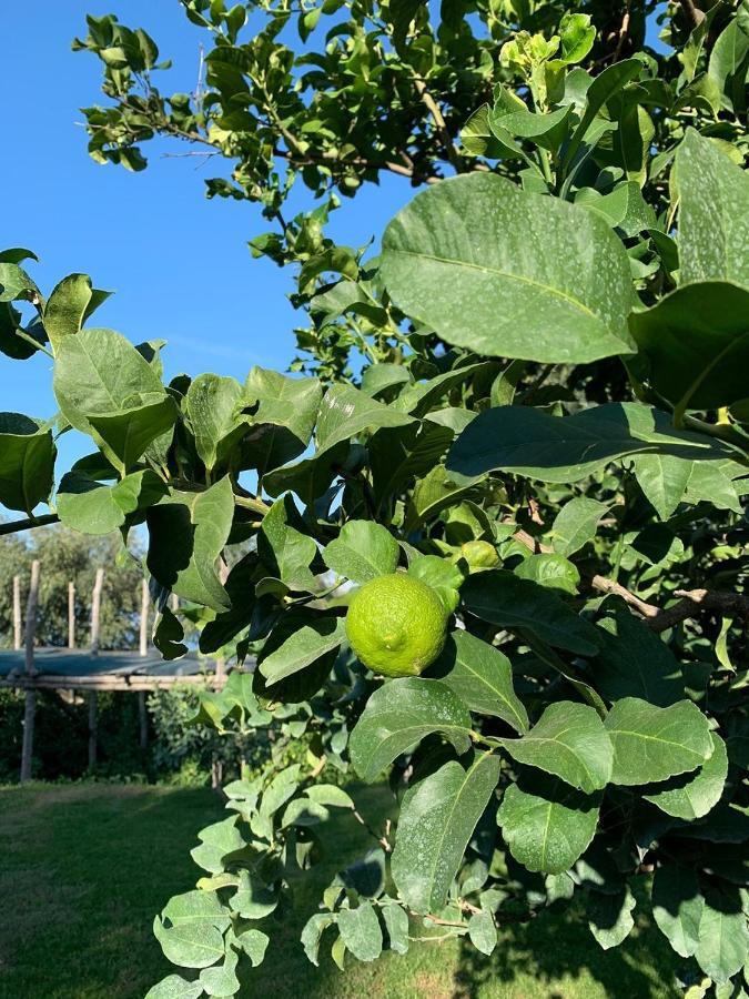 Anna Belle Elegant Agriresort Σορέντο Εξωτερικό φωτογραφία