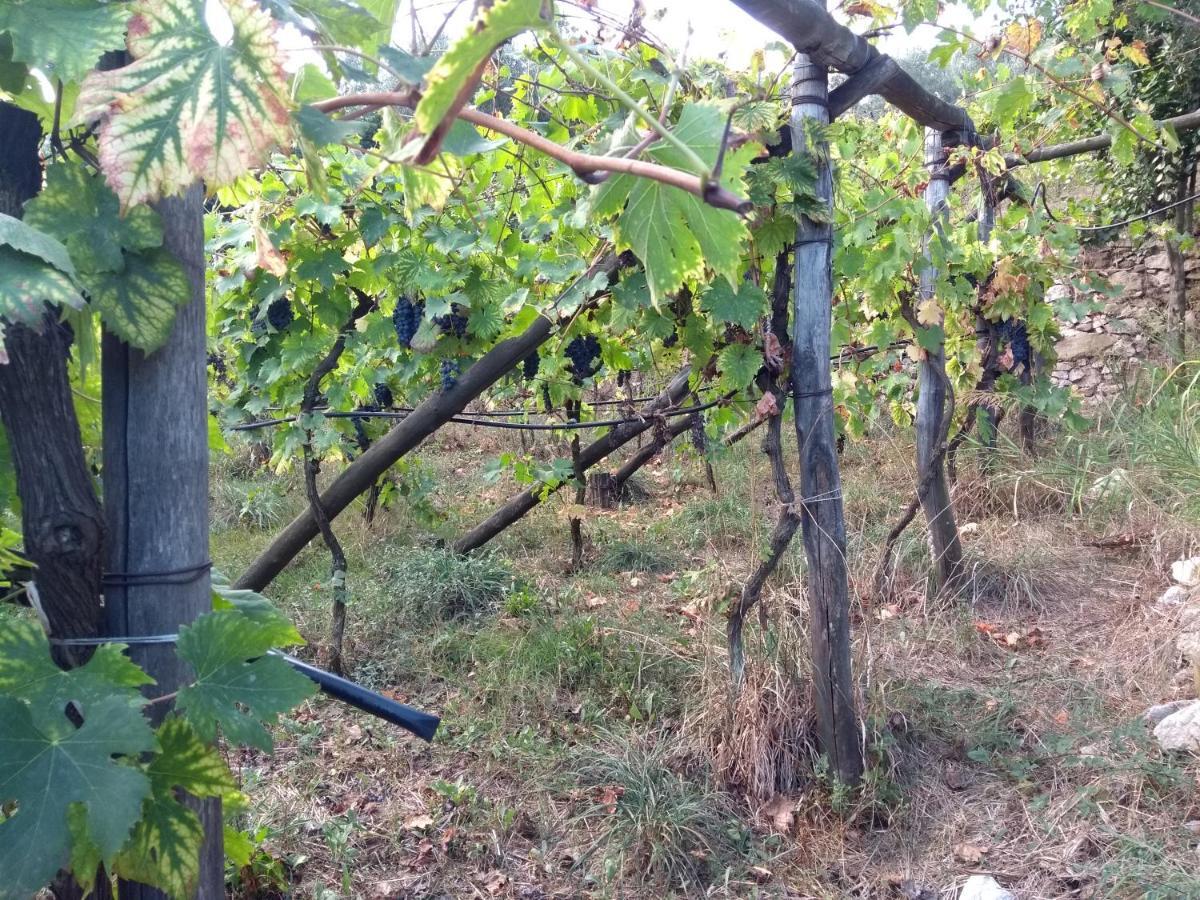 Anna Belle Elegant Agriresort Σορέντο Εξωτερικό φωτογραφία