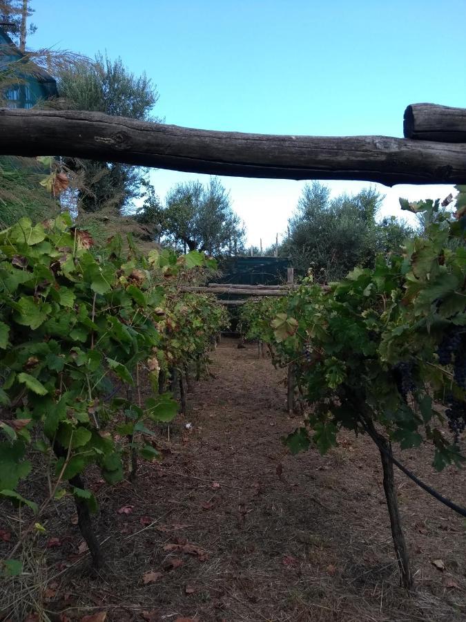 Anna Belle Elegant Agriresort Σορέντο Εξωτερικό φωτογραφία